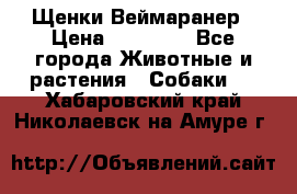 Щенки Веймаранер › Цена ­ 40 000 - Все города Животные и растения » Собаки   . Хабаровский край,Николаевск-на-Амуре г.